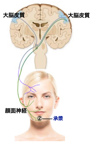 任脈 のツボ一覧 全24穴 と効果婦人科系・女性の健康に重要な経絡ひごころ治療院