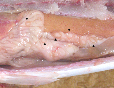 シラミカジカの寄生虫を調理して味わってみたTikTok