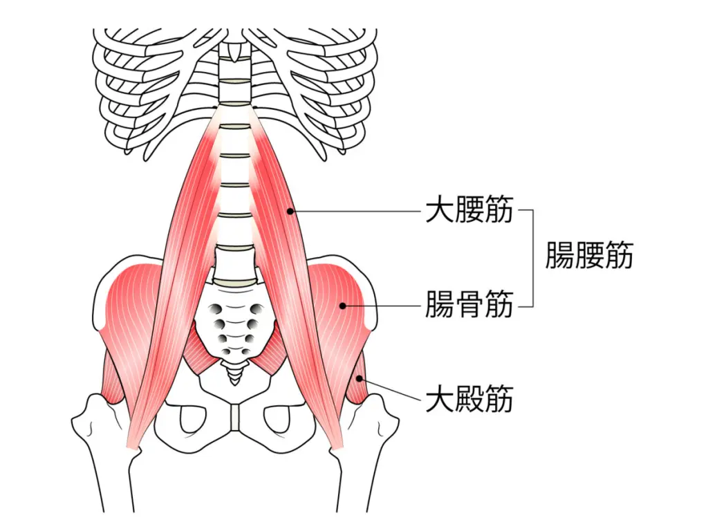 お尻が痛いのはなぜ？痛みの原因や対処法、坐骨神経痛との関わりを解説！ - 株式会社リハサク