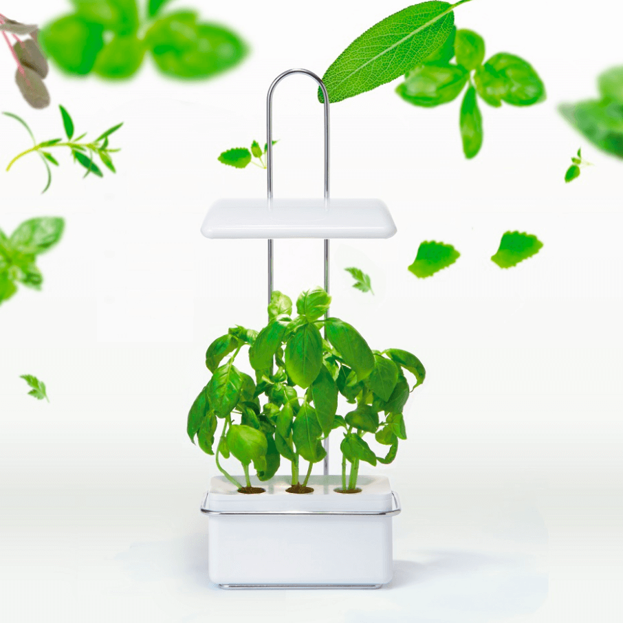 ジェノベーゼを作るために「バジル」を水耕栽培。時間は掛かりますが節約はできそうです - 春色ソレイユ