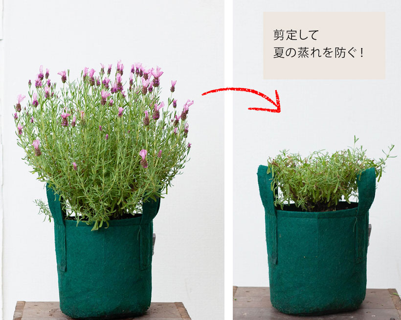 ラベンダーの育て方 地植えの注意点や植え替え時期も徹底解説