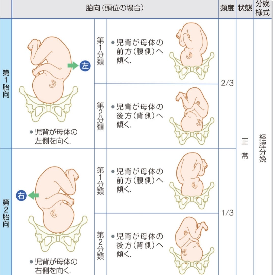 シムス位とは？妊婦さんにおすすめする理由と注意点ニューボーンフォト 出張撮影東京TKG-Works