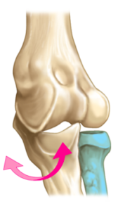 上腕三頭筋内側頭・外側頭の鍛え方「一緒にやってみようのコーナーあり」