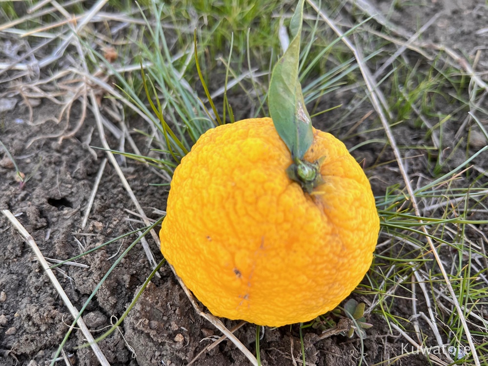 柚子が病気かな？？「チーマ・ディ・ラーパ」種蒔き！ : Heyモーの家庭菜園を楽しむ