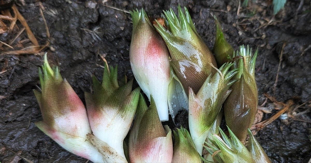 初心者向け！ミョウガの栽培方法・育て方のコツ│コラム特集読みものサカタのタネ 家庭菜園・園芸情報サイト 園芸通信