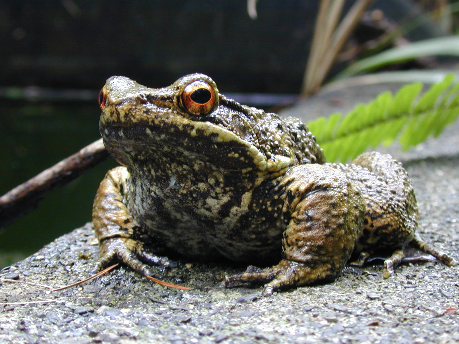 Amazon.co.jp: カエル解剖標本生物学筋肉自然な骨モデル文鎮コレクション教育器具生体モデル : 産業・研究開発用品
