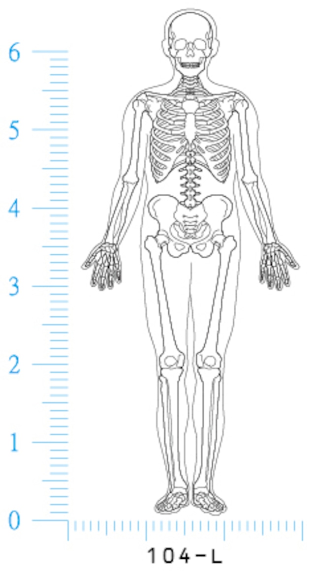 人体骨格図 A3サイズ 日本語