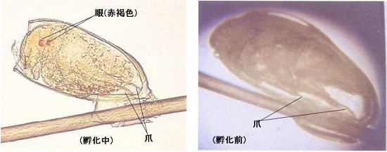 シラミの寄生 - 光が丘動物病院グループ