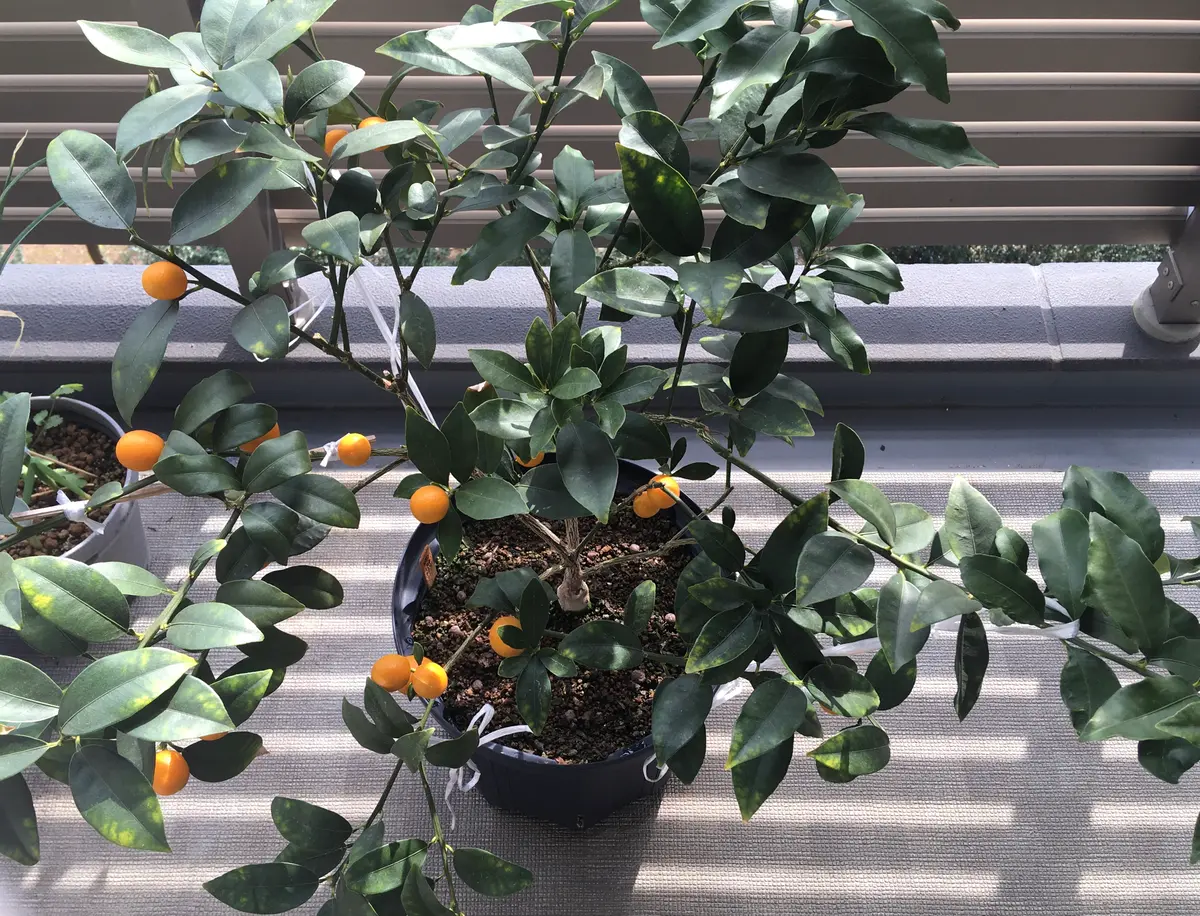 ベランダで育てられるおすすめ柑橘類8種と育て方の流れ – SUN
