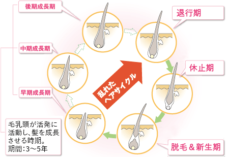 ヘアサイクルとは？毛髪の生え変わり「毛周期」の別名MOTEO