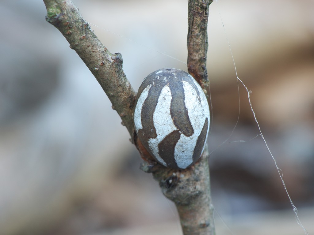 イラガの繭。百姓の道楽記