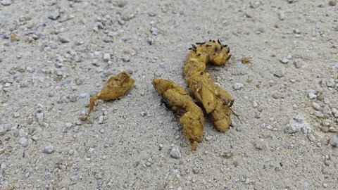 コンポストにウジ虫が湧いたらどうすればいいの？土は捨てるべき？ - お庭きれい相談室