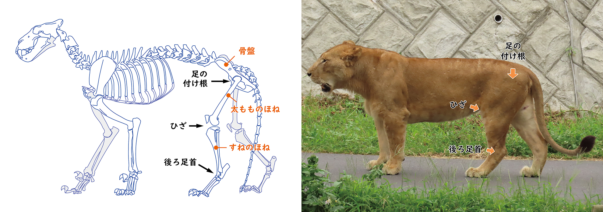 家庭犬の医学-コーギー版②│体のつくり編