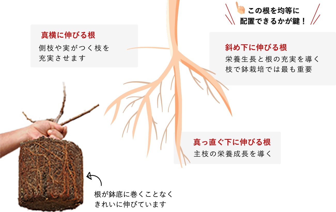 イチジクを挿し木しよう！時期と方法、増やし方のコツは？HORTI by GreenSnap