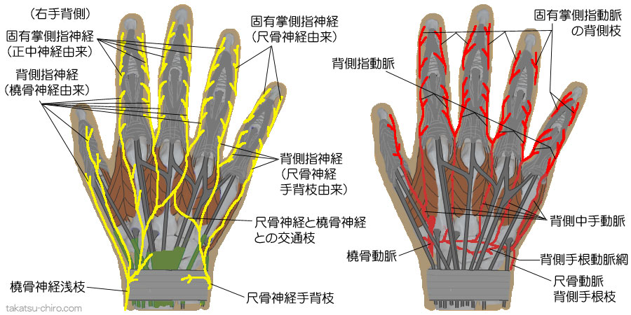 手の骨・筋肉・腱の名称高津整体院