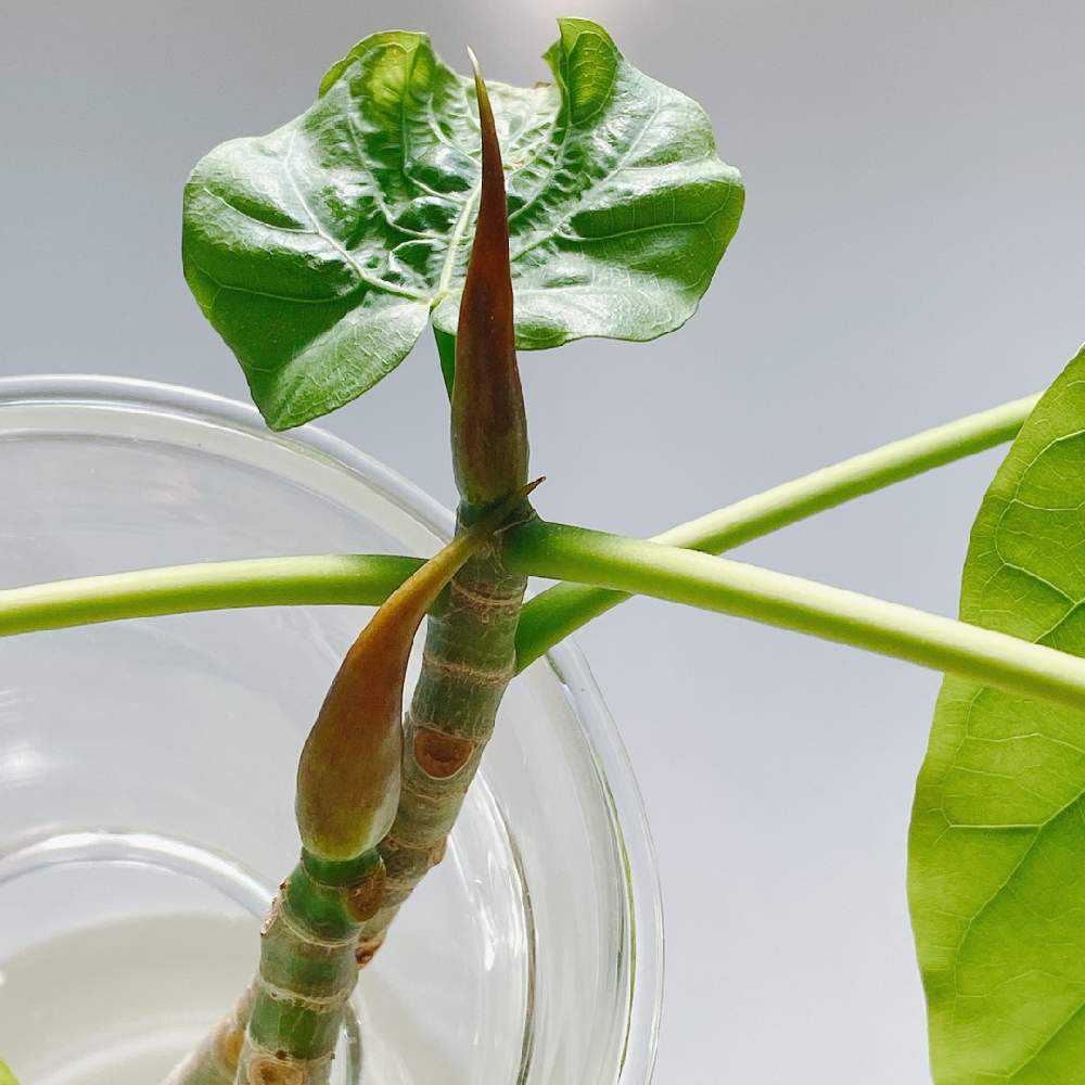 フィカス・ウンベラータ挿し木成功！1ヶ月の成長記録観葉植物育成日記nagisa.diary