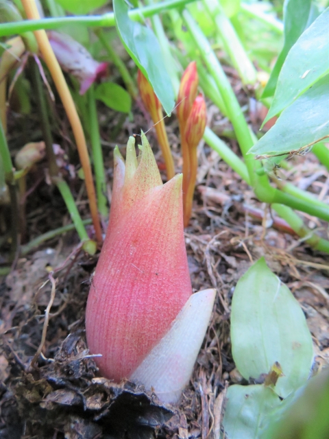 ジャーマンアイリス 花が咲かない原因と正しい対処法まとめ - まいにちガーデン