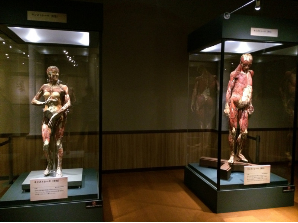 国立科学博物館「人体 －神秘への挑戦－」第2章
