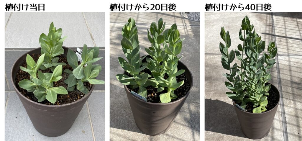 トルコキキョウの育て方花をきれいに咲かせる栽培のコツとは？🍀GreenSnap グリーンスナップ