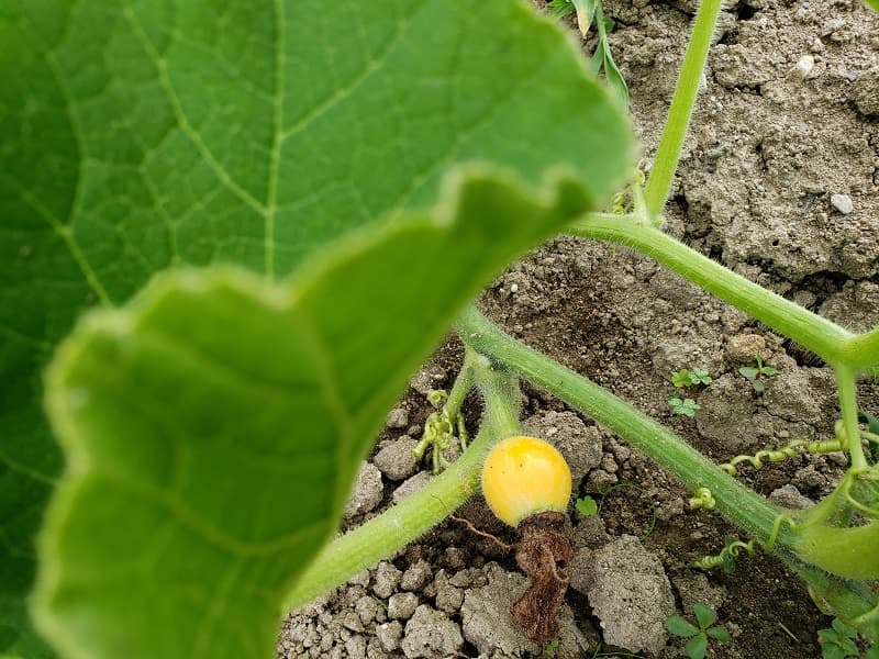 カボチャの雌花が咲かない原因と対策！初心者でもわかる育て方