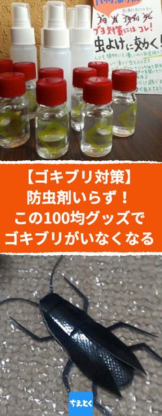 ハッカ油を使う、さわやかなゴキブリ対策 「これで安心」「簡単！」 – grapeグレイプ