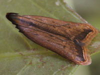 プラムの病気、害虫の被害と紹介､すもも､スモモ・李の病気・害虫の防除と対策の様子