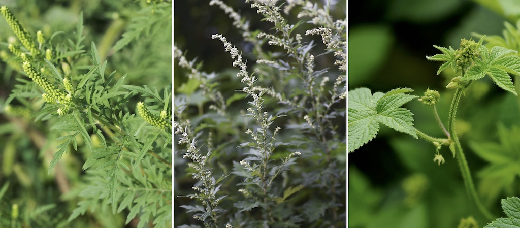 🍂 秋の花粉症・アレルギーについて🍂 秋になると、ブタクサ・ヨモギなどの花粉が飛びはじめ、 くしゃみ・鼻水・目のかゆみが出る方が増えてきます。また、夏に増殖したダニによるアレルギー症状が出やすい時期でもあります。 当院では、アレルギーの原因を調べたり