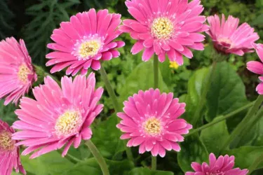 ガーベラの育て方・栽培方法栽培環境や水やり、肥料、増やし方も解説HanaSaku