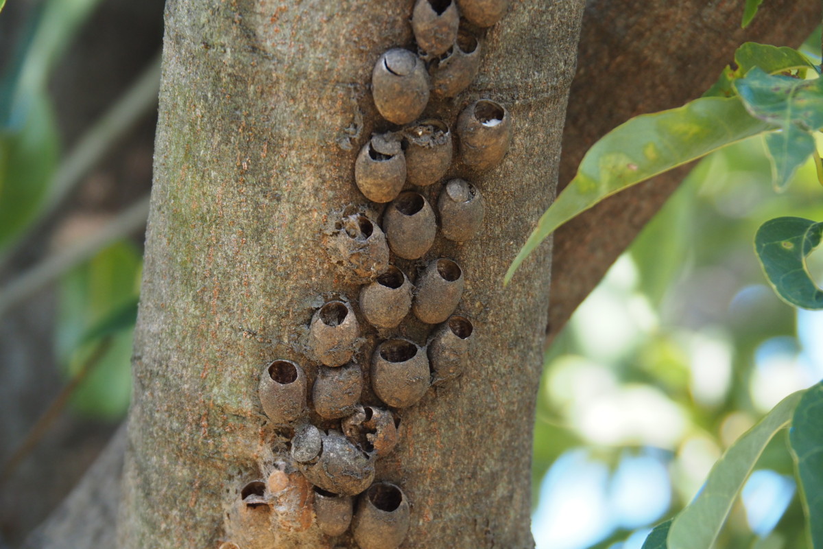 イラガ繭の写真・画像素材-Snapmart スナップマート