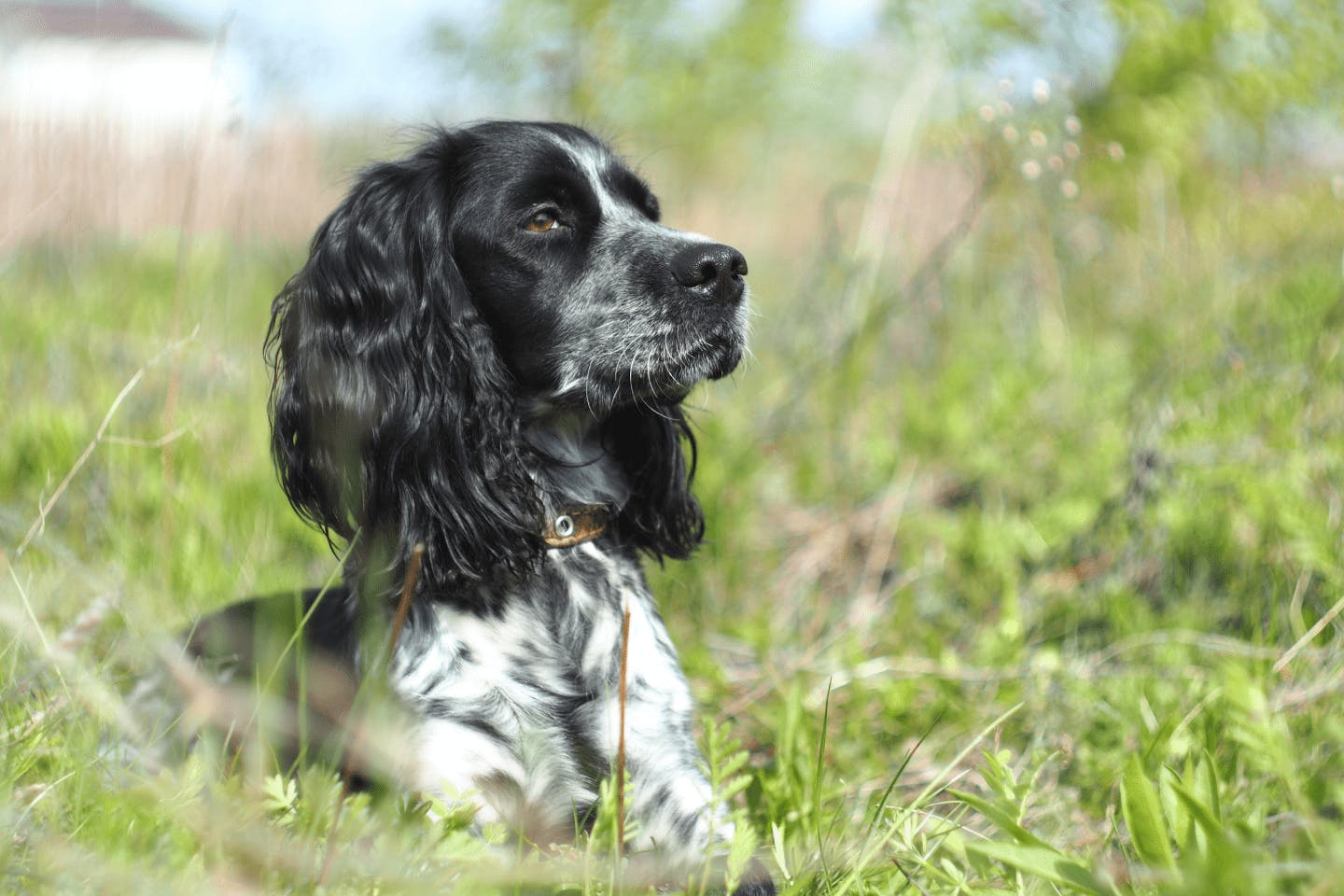 イングリッシュ・コッカー・スパニエルの病気・ケガ・性格を解説アニホック動物病院グループ
