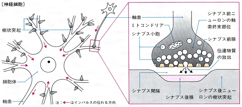 シナプス モデル 化学シナプス モデル 人間の神経の解剖学モデル 人間のシステムの