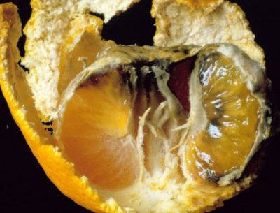 ミカンの表面に生えたアオカビを顕微鏡観察顕微鏡ナビ