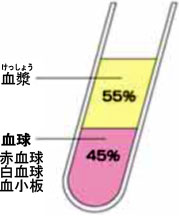 腸の7つのはたらき「浄血」乳酸菌生成エキス研究室LABO