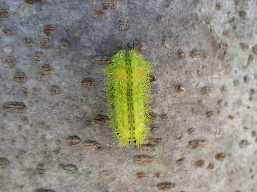 チャドクガ駆除終わりにイラガを発見