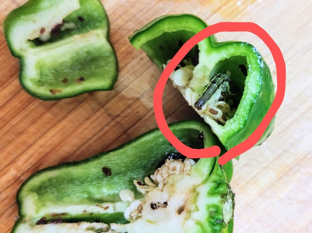 ピーマン・パプリカの病害虫防除情報アグリポイント ～農業現場の病害虫・栽培問題対策室～