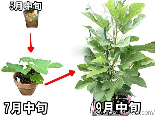 イチジクの挿し木イチジクと砂丘を渡る風 イチジク 挿し木用穂木 剪定