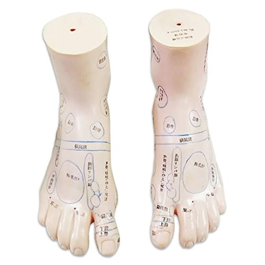 Amazon.co.jp: フェリモア 足 つぼ 模型 立体 体系的 足裏 甲 足首 足裏マッサージ 位置確認 足つぼ左右セット:ドラッグストア