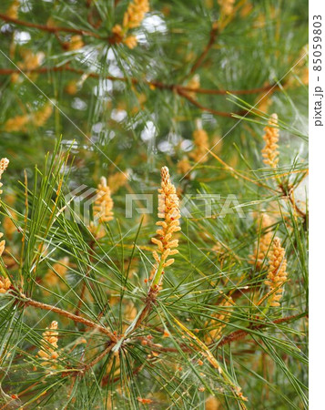 Amazon.co.jp: 福東海 松花粉 吉林 正規品馬尾松花粉 頭道新粉活性 食品級赤ちゃん専用松花粉 : 食品・飲料・お酒