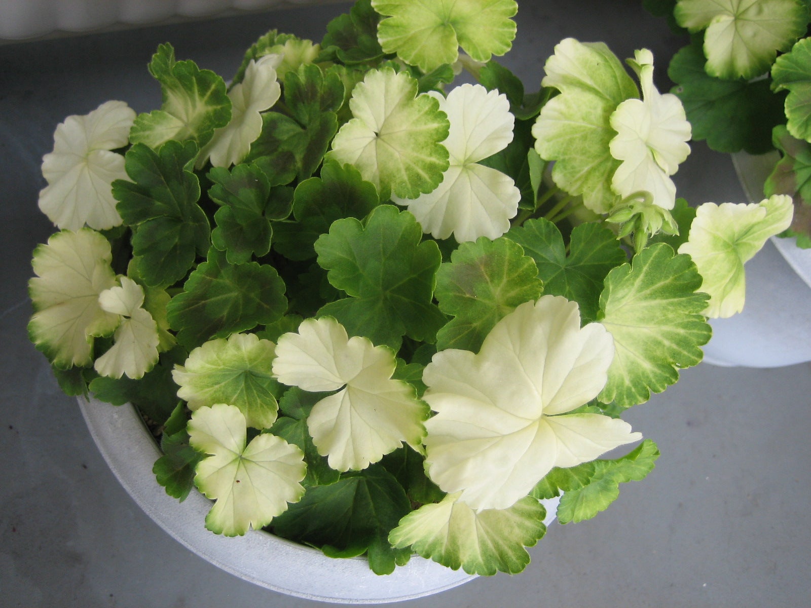花にだけ白い斑点・もみじ葉ゼラニウム鉢植えのゼラニウムの 園芸相談Q＆Aみんなの趣味の園芸