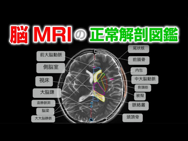 保存版！ 臓器や骨の名前って英語でなんて言うの？チャコナ先生のイラストで覚えよう！vol.14レバウェル看護 お役立ち情報