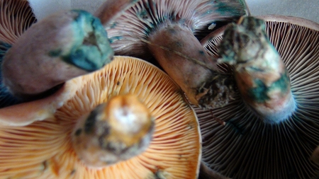 クロハツ、アカヒダクロハツ 仮称 、クロハツモドキ。よく似た夏にも出るキノコです。: 趣味の自然観察、デジカメ持ってお散歩