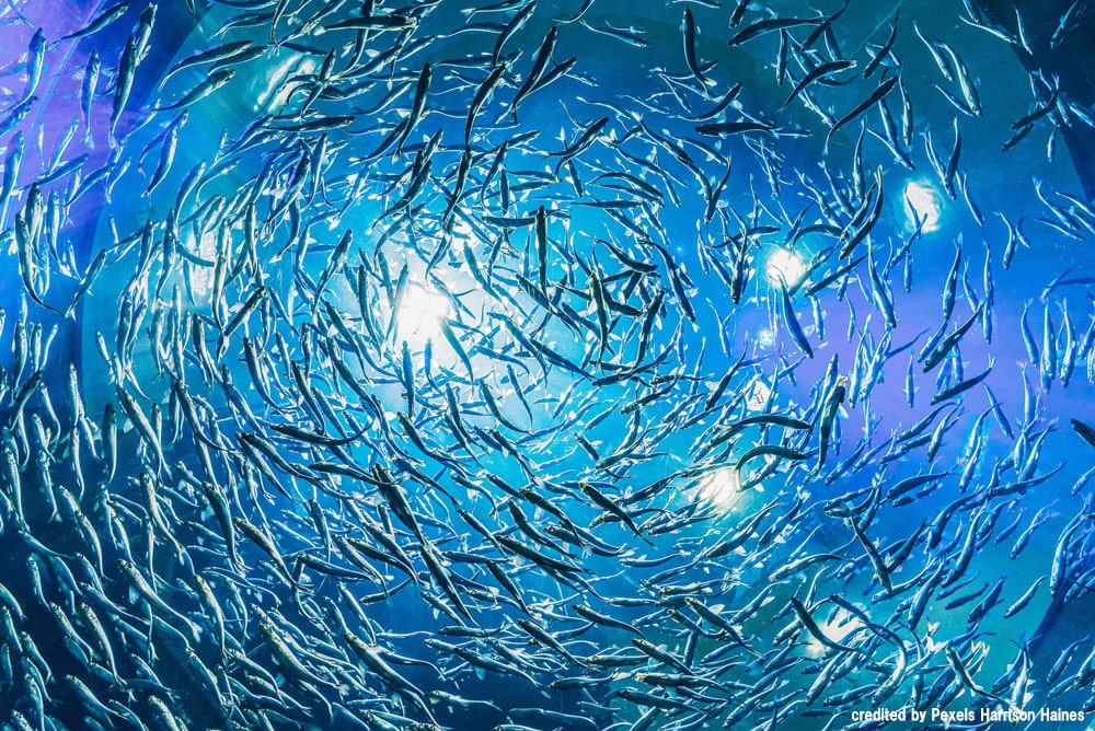 海洋汚染はどうしておきるの海の自然のなるほど海と船なるほど豆事典日本海事広報協会