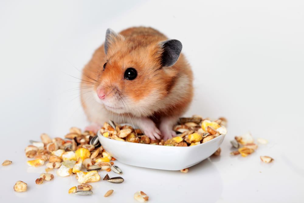 ハムスターの餌の量はどれくらい？適切な目安と与え方を解説！kinakomochi illustration