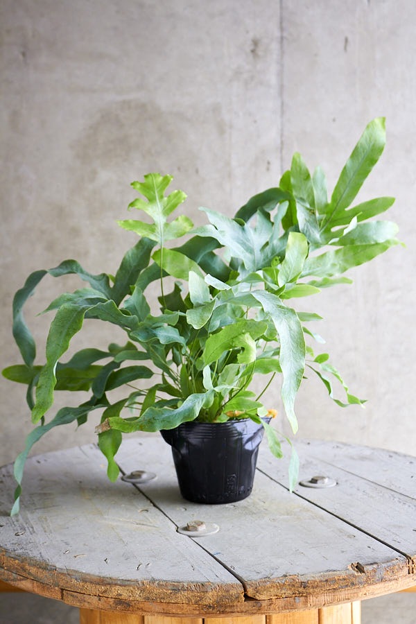 フレボディウム・アウレウム・ブルースター - 植物図鑑