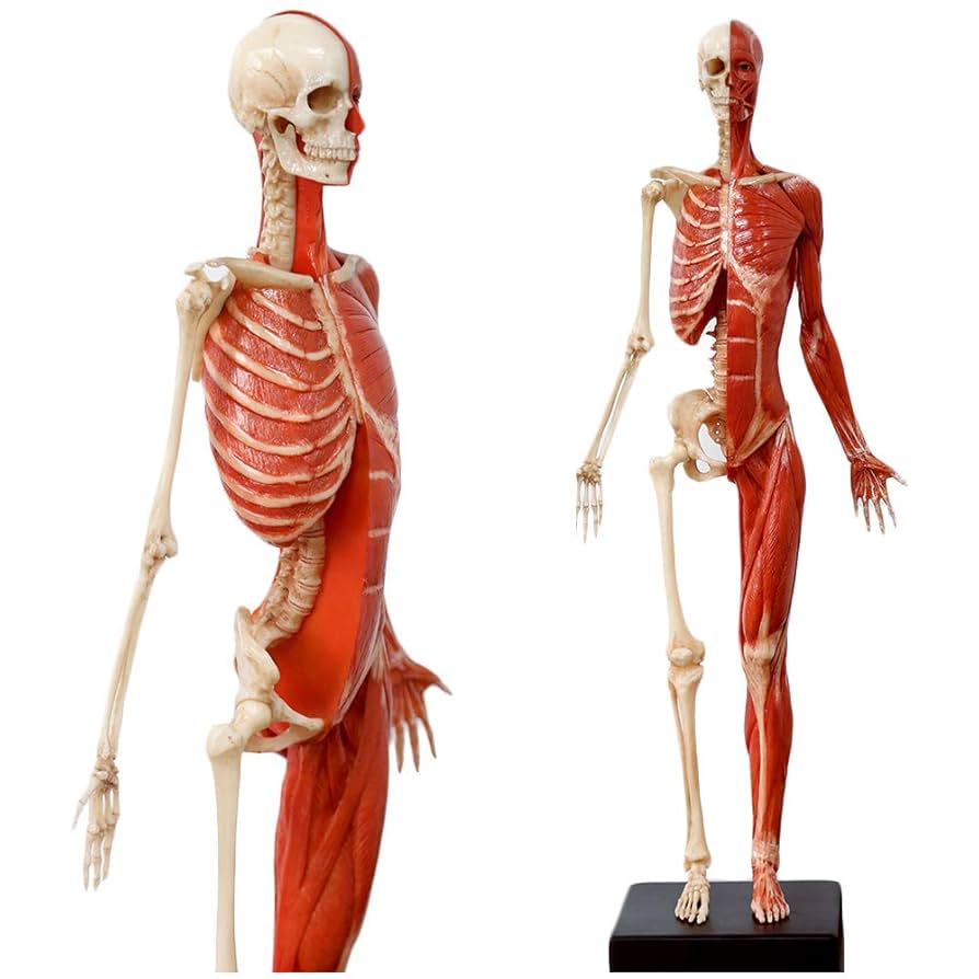 クリップボード 骨格