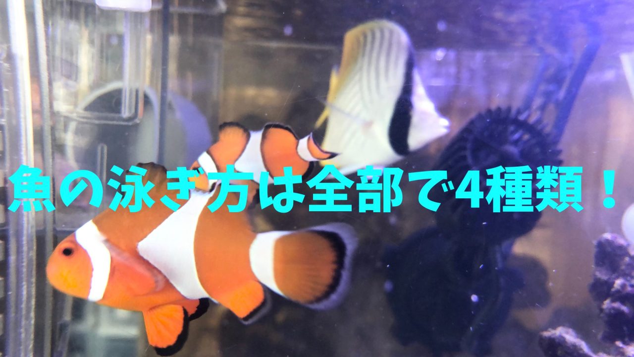 簡単！おうちでできる魚が泳ぐ実験🐟✨