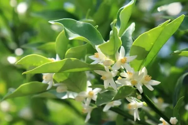 金柑 キンカン 鉢植えの育て方：初心者でも安心！実がたくさんなる栽培方法