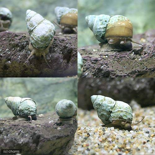 ヒメタニシ - アクアリウムWiki