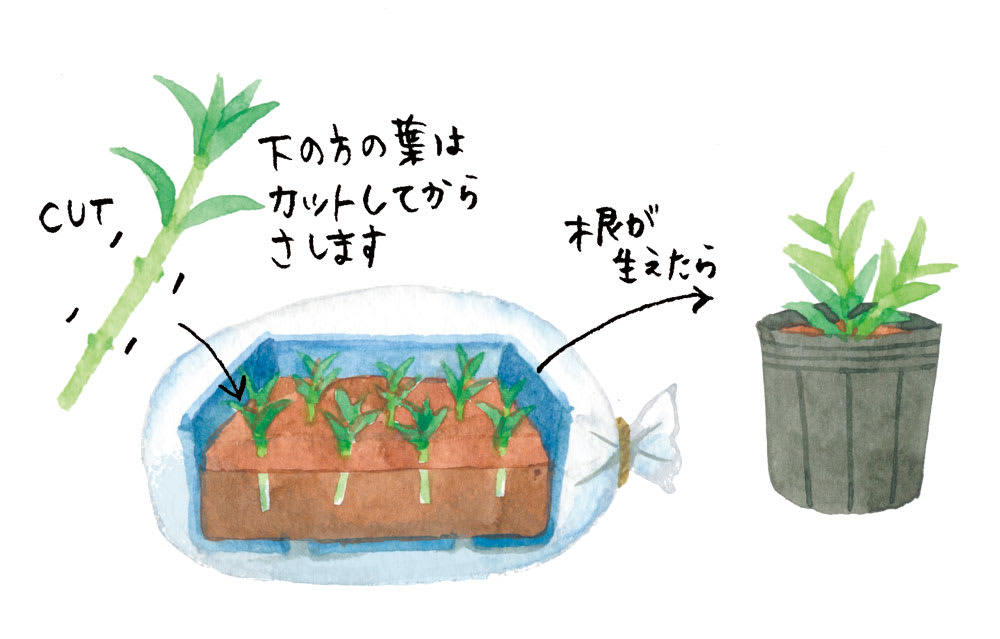 メロンパイの「ナデシコ 