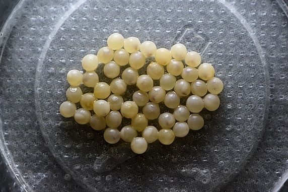 卵から出てきた！カタツムリの赤ちゃん - 風に乗って♪